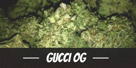 gucci links strain|gucci og strain review.